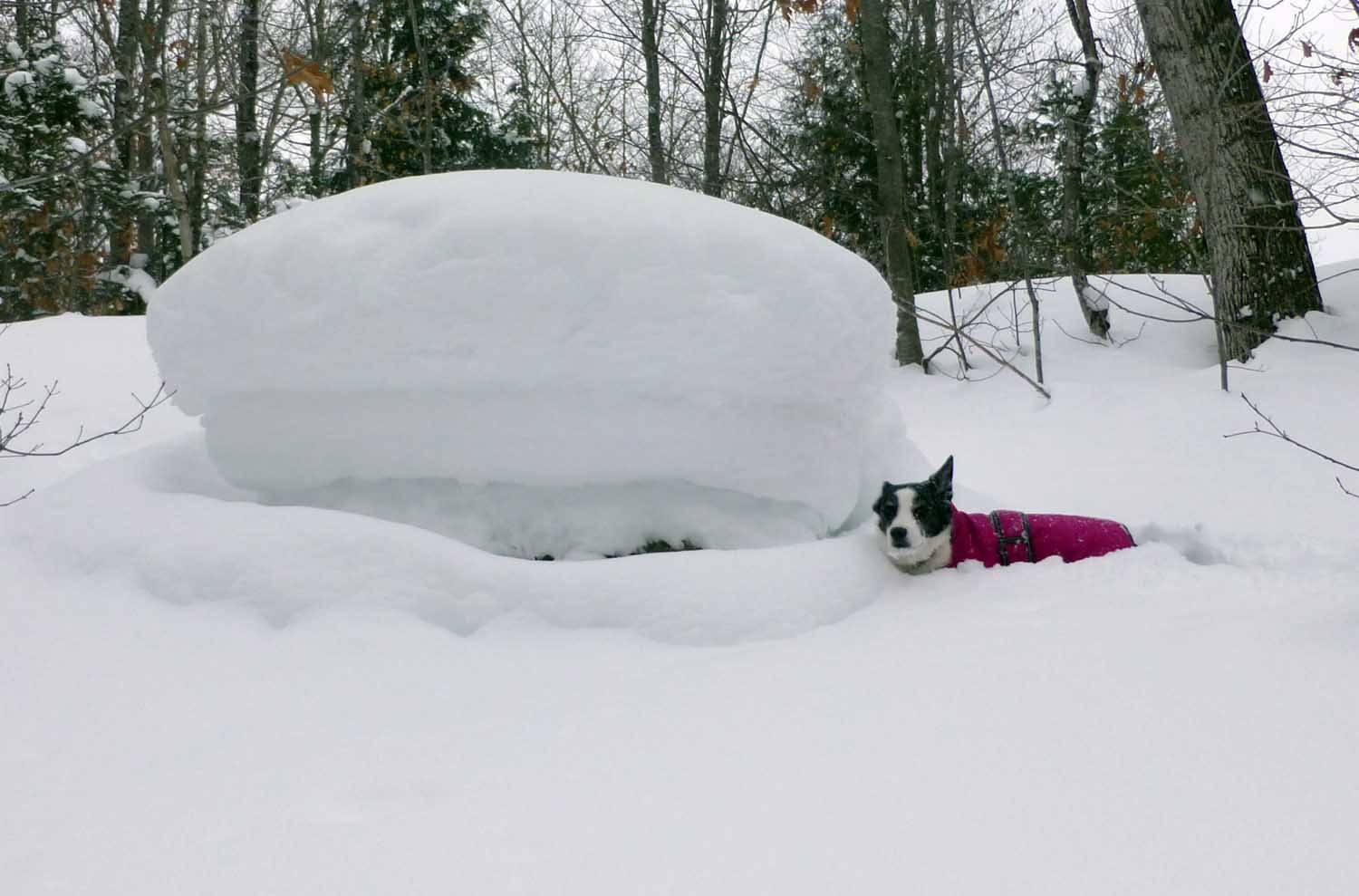 snowmush0964.jpg
