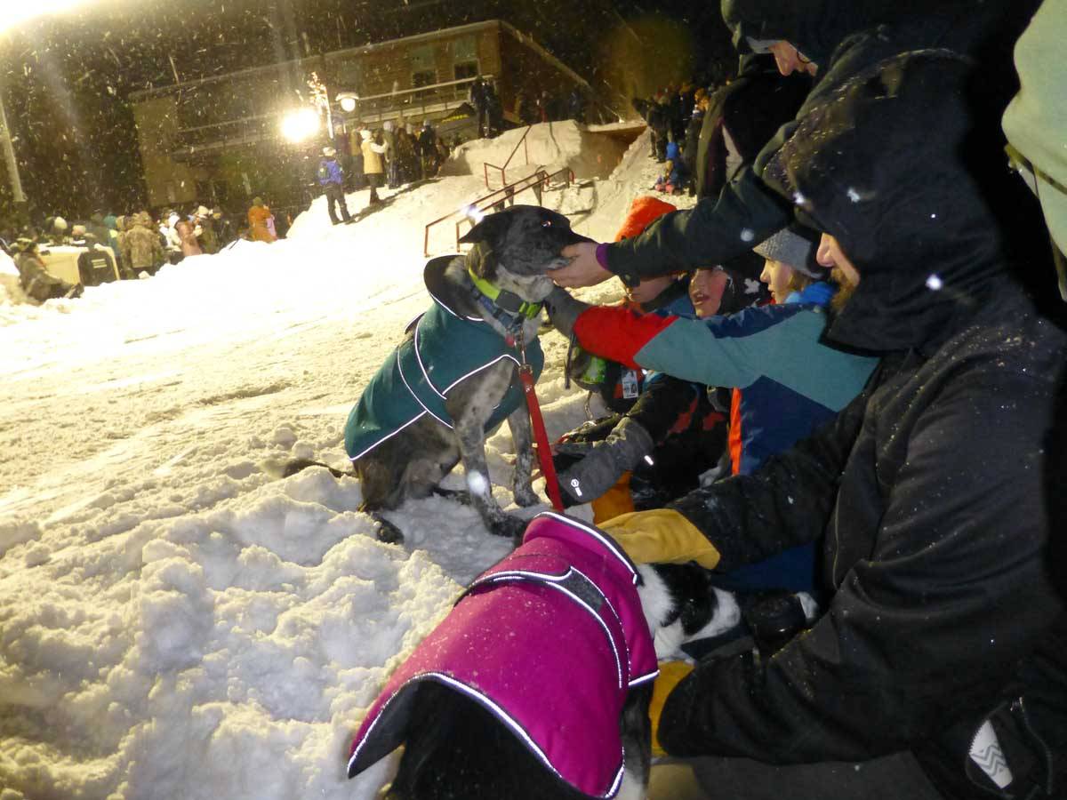 snowdogs0912.jpg