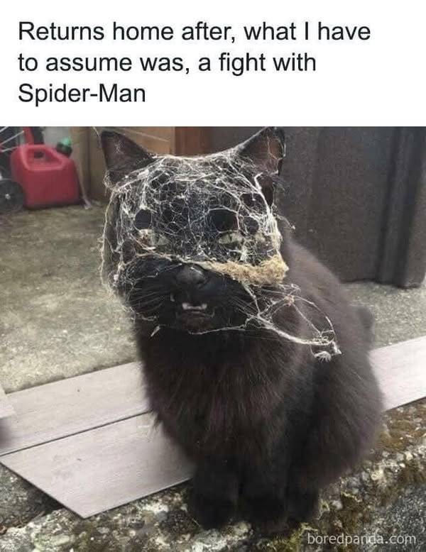 Spiderman.jpg