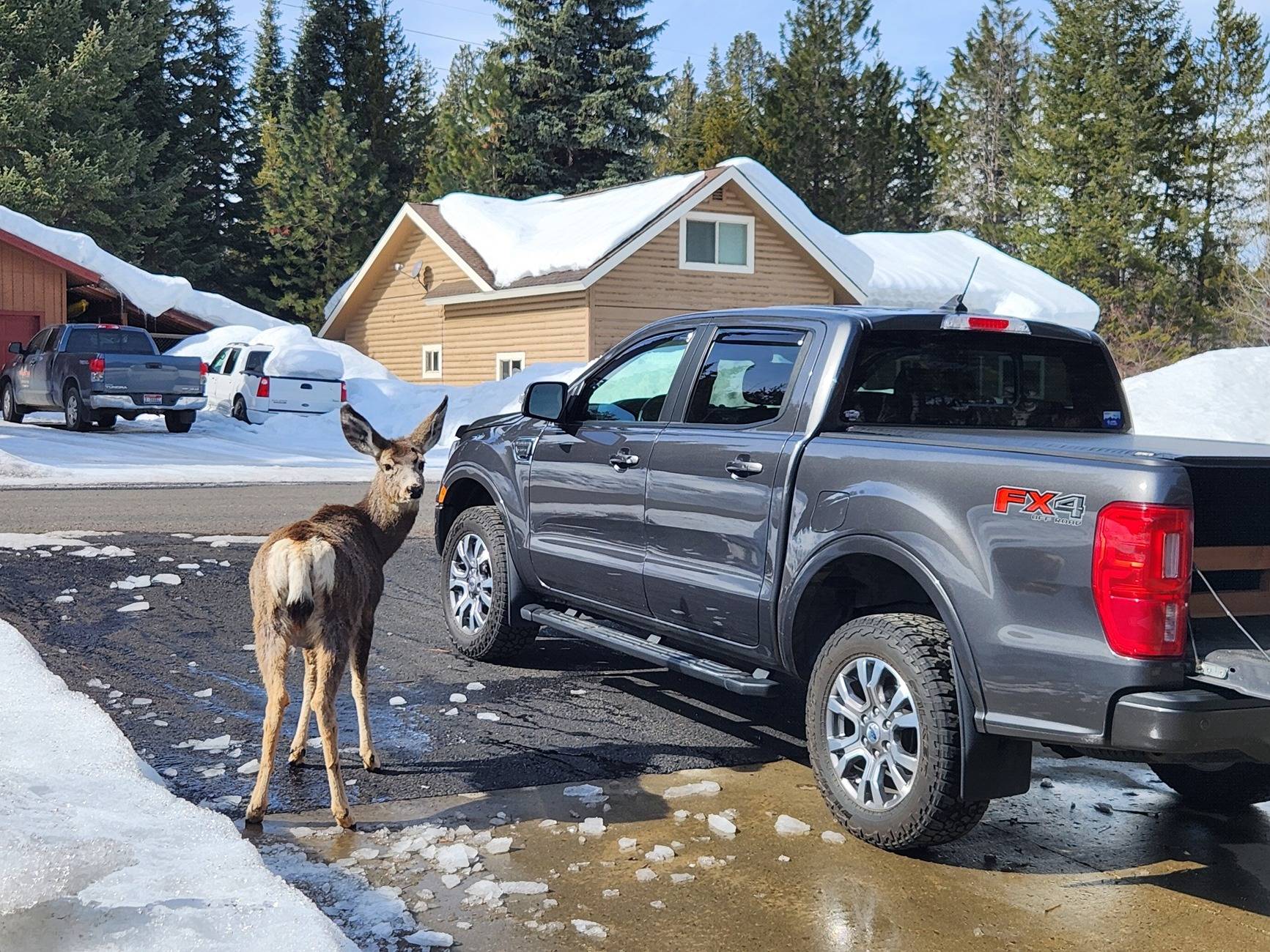 deer and ranger 030825.jpg