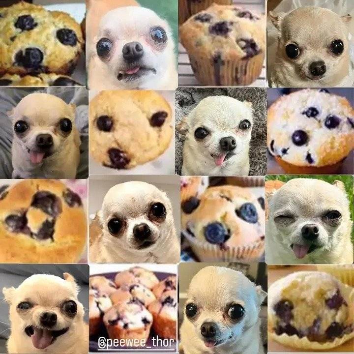 Chihuahua.jpg