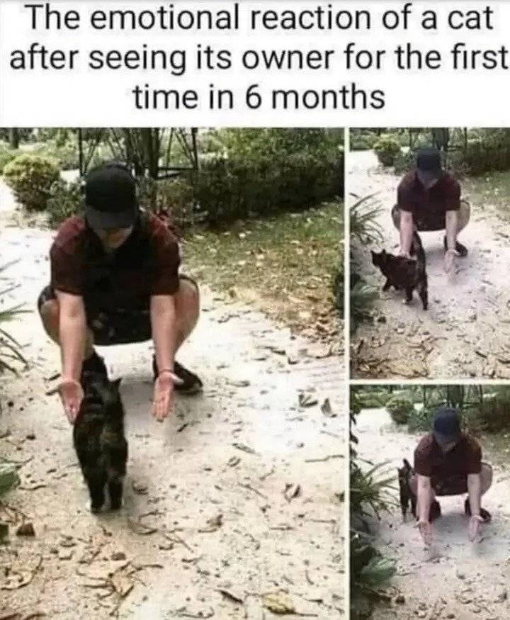 Cat Owner.jpg