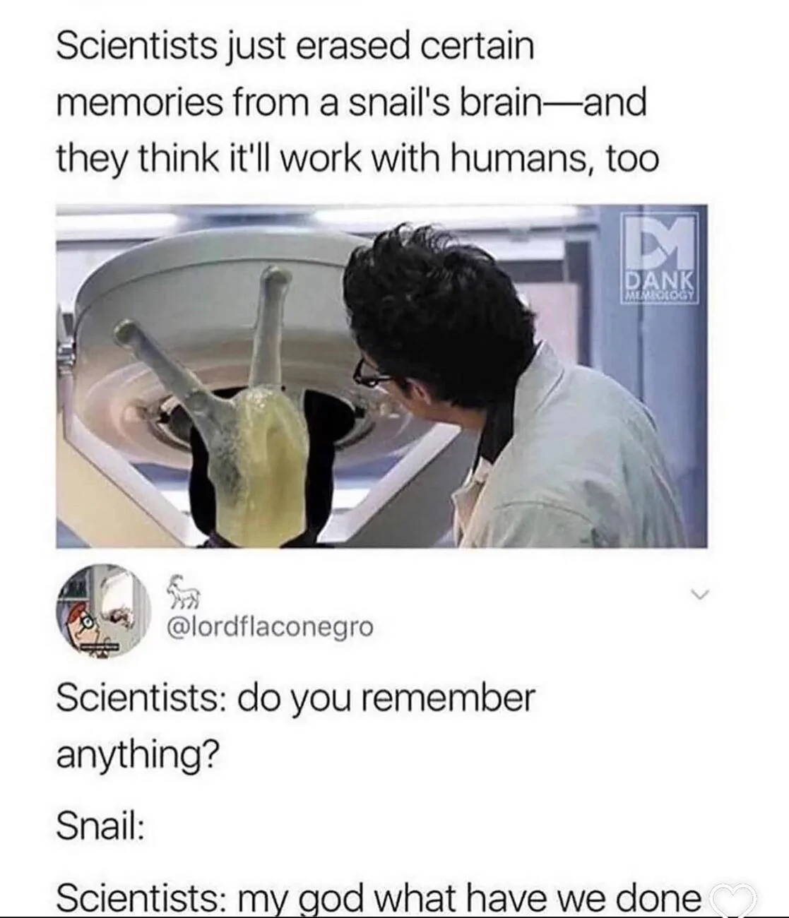 Snails.webp