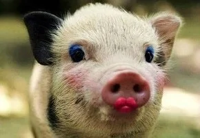 Lipstick On Pig.webp
