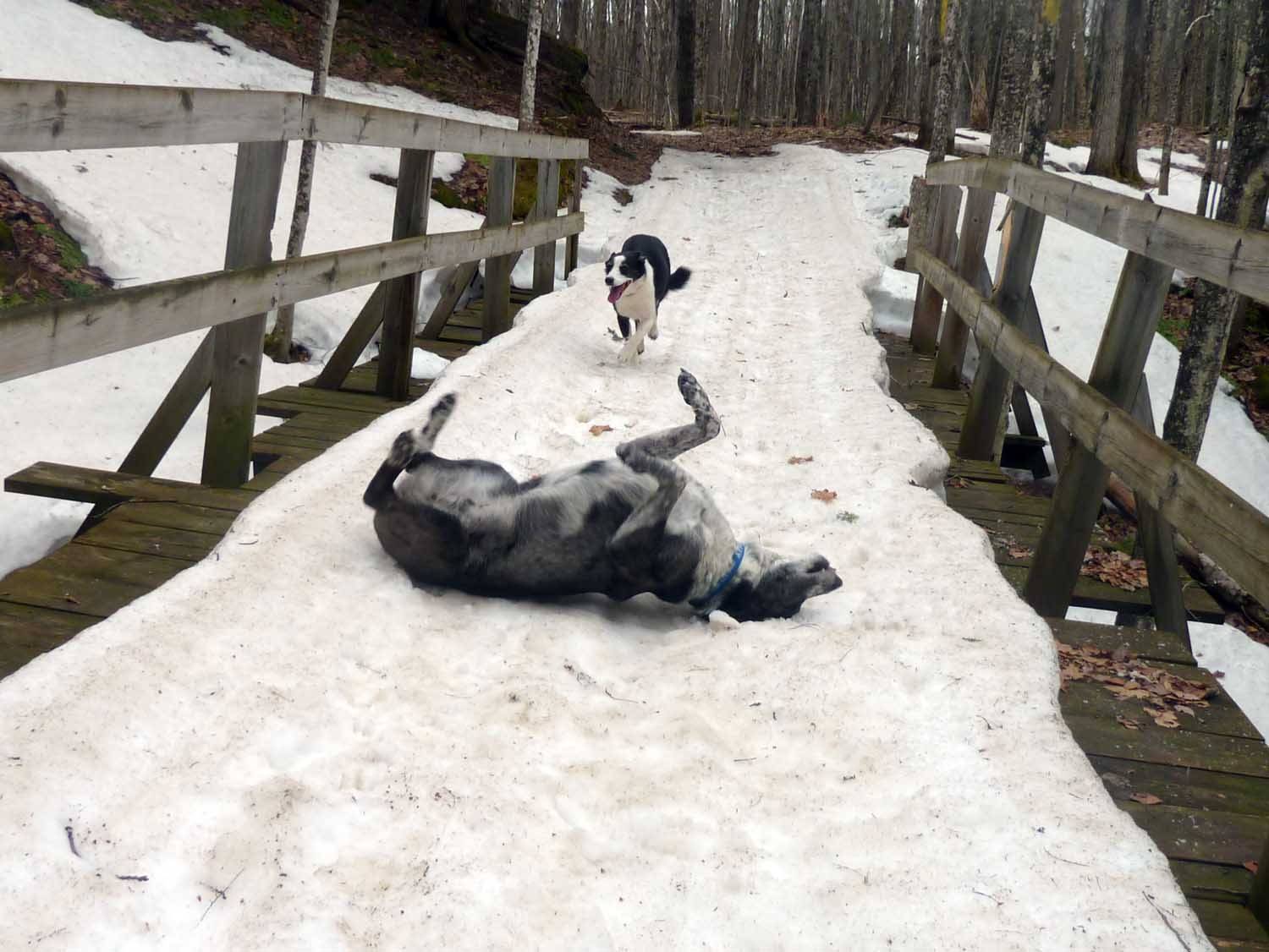 snowdogs579.jpg