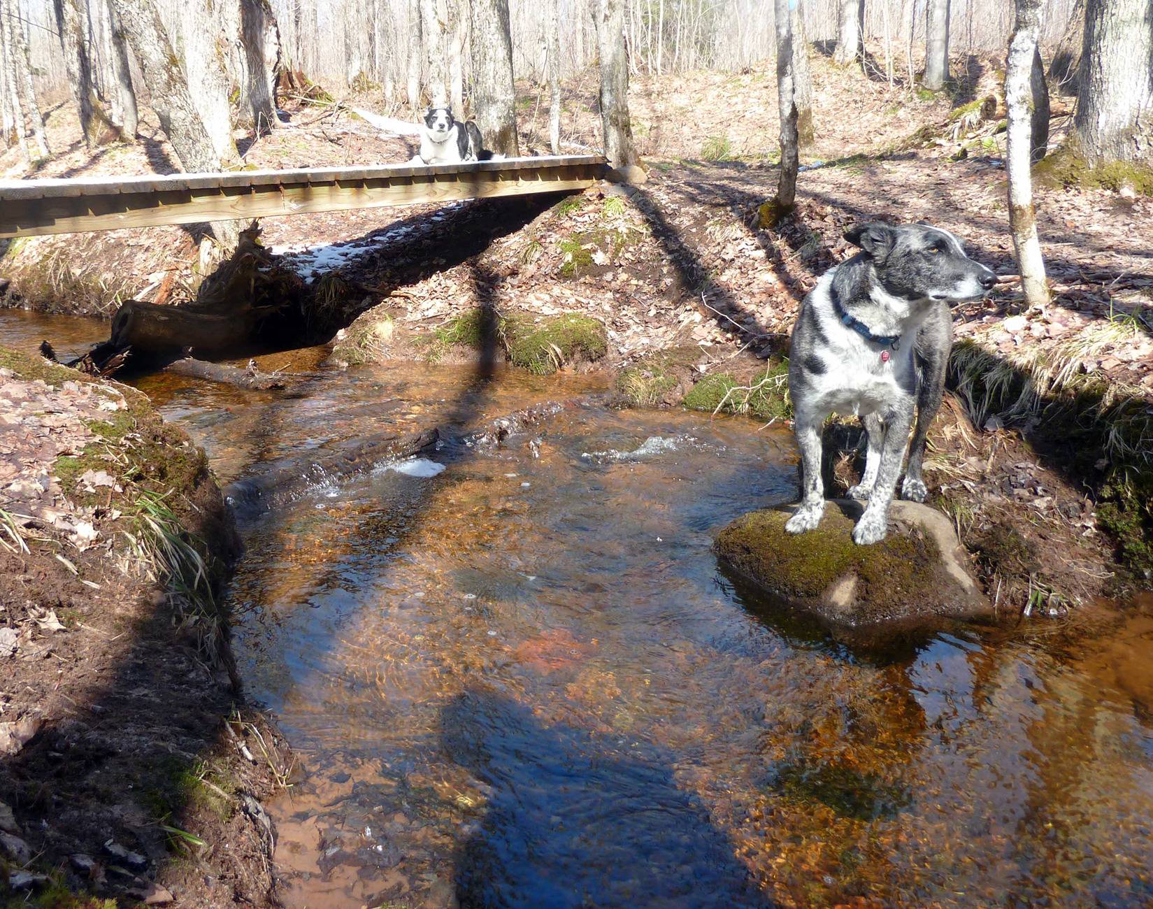brtdogs0750.jpg