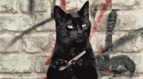 funny-black-cat-cleaning-his-nails-while-plotting-du2aukq8s66gmw3a.gif