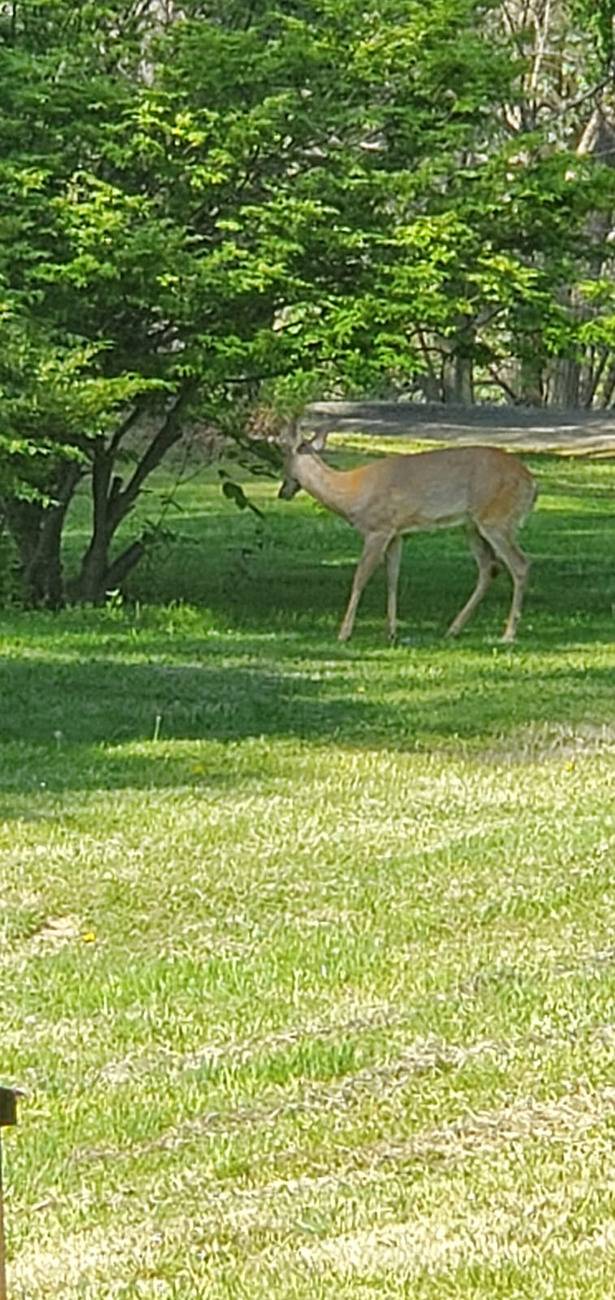 DeerFrontYard.jpg