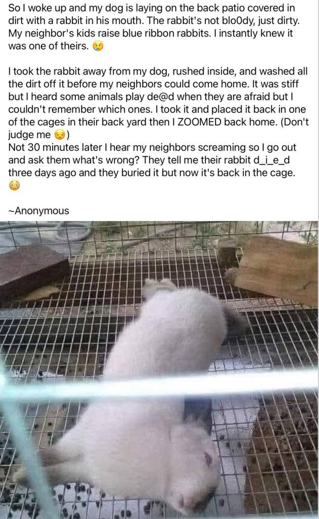 Rabbit.jpg