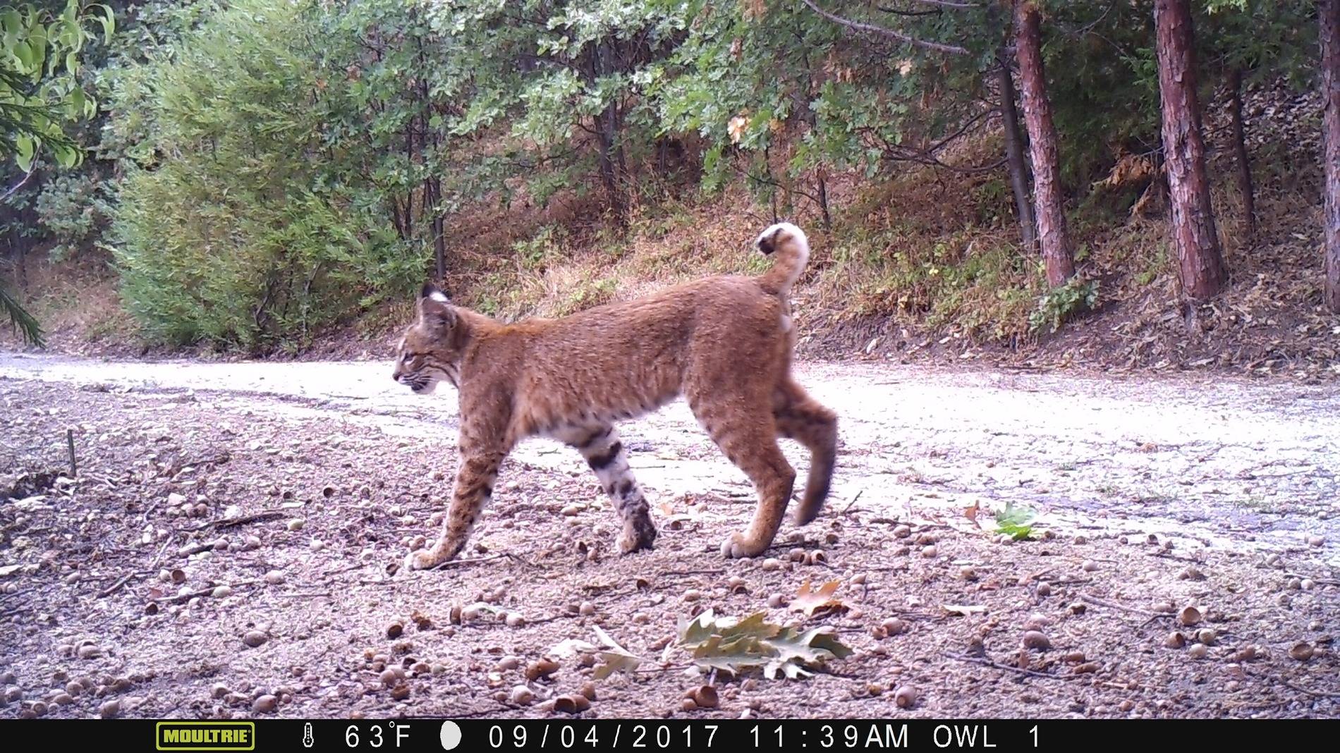 Bobcat 090417 2.JPG