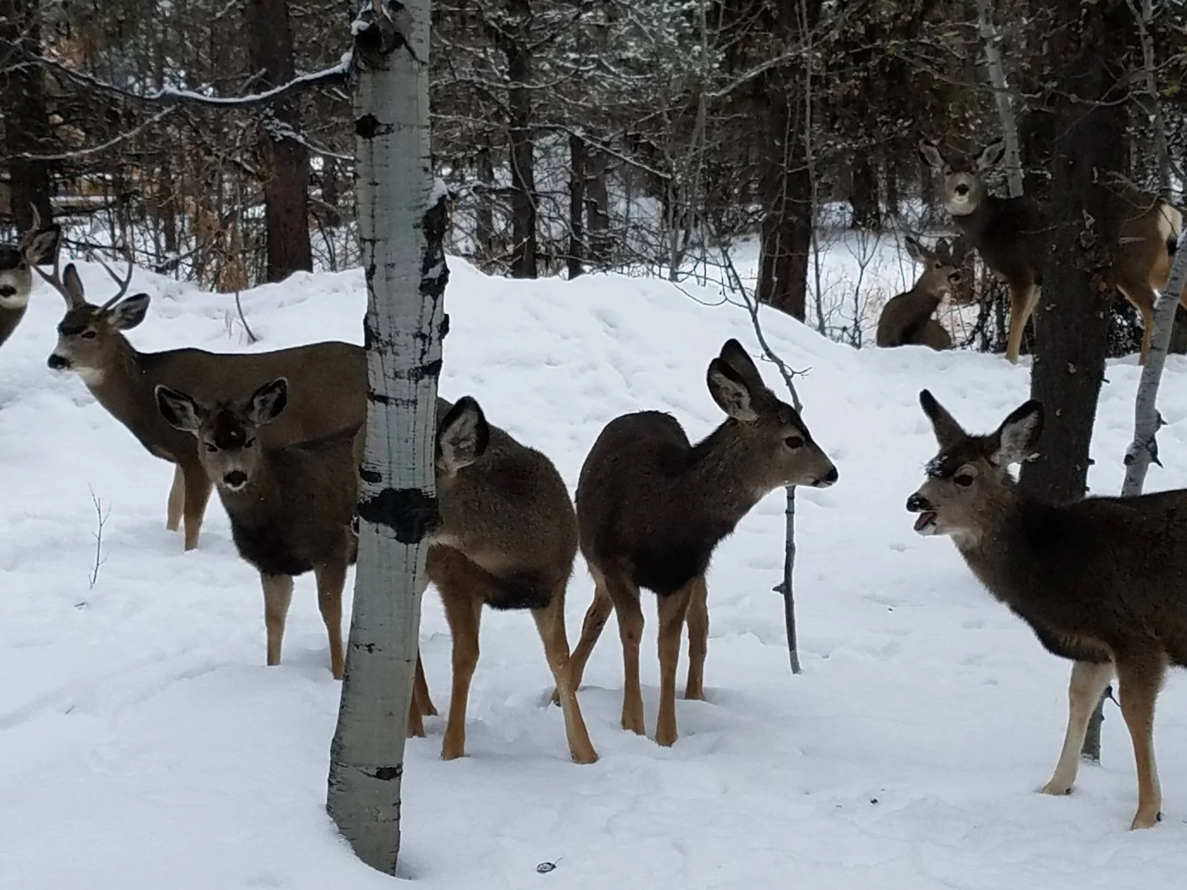deer group 2.webp