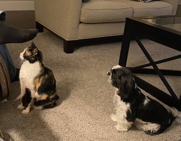 Animals.jpg