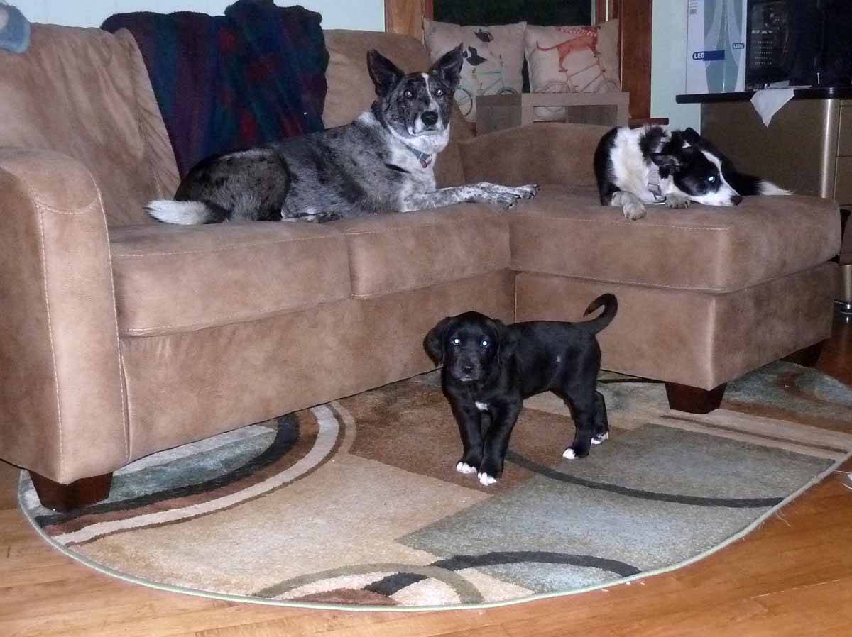 pupsafe126.jpg