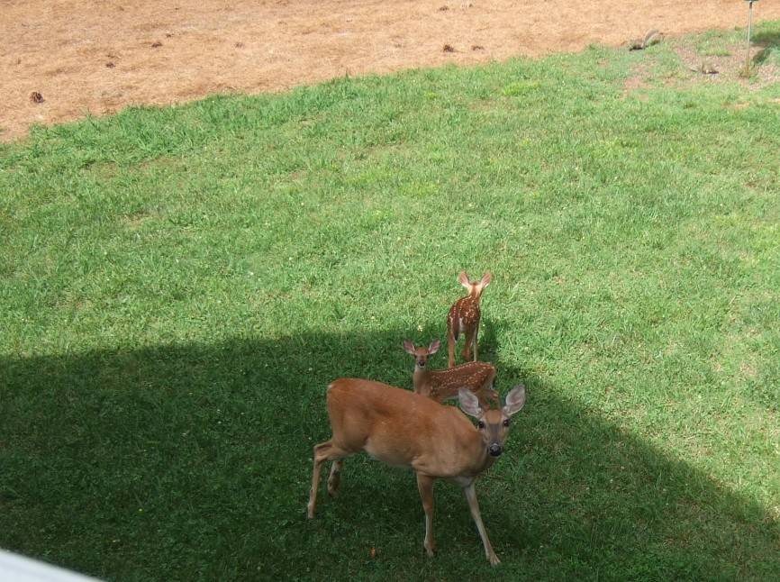 Deer - Momma and Twins 1st Appearance.jpg