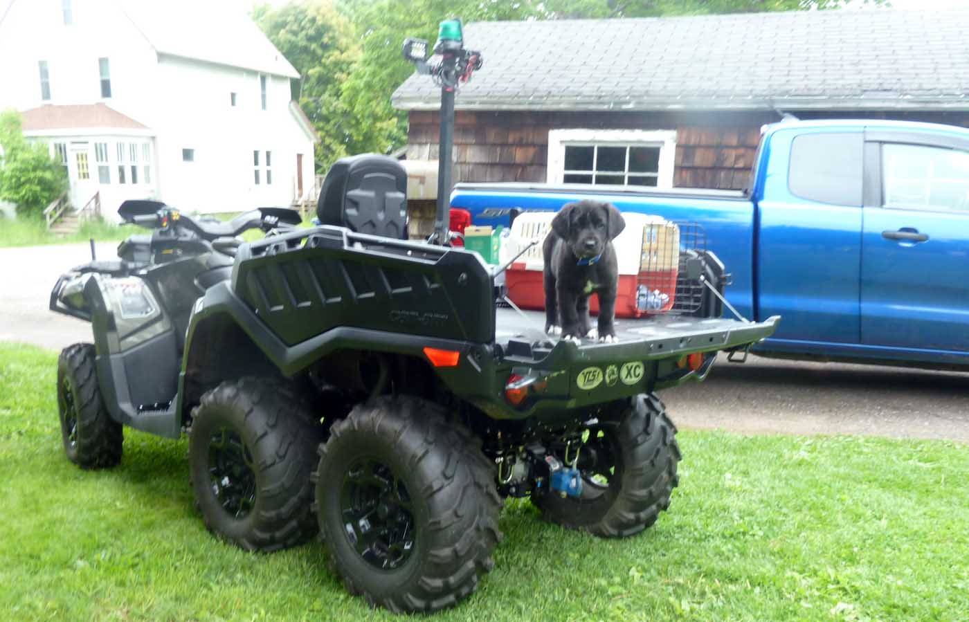 6x6pup05.jpg