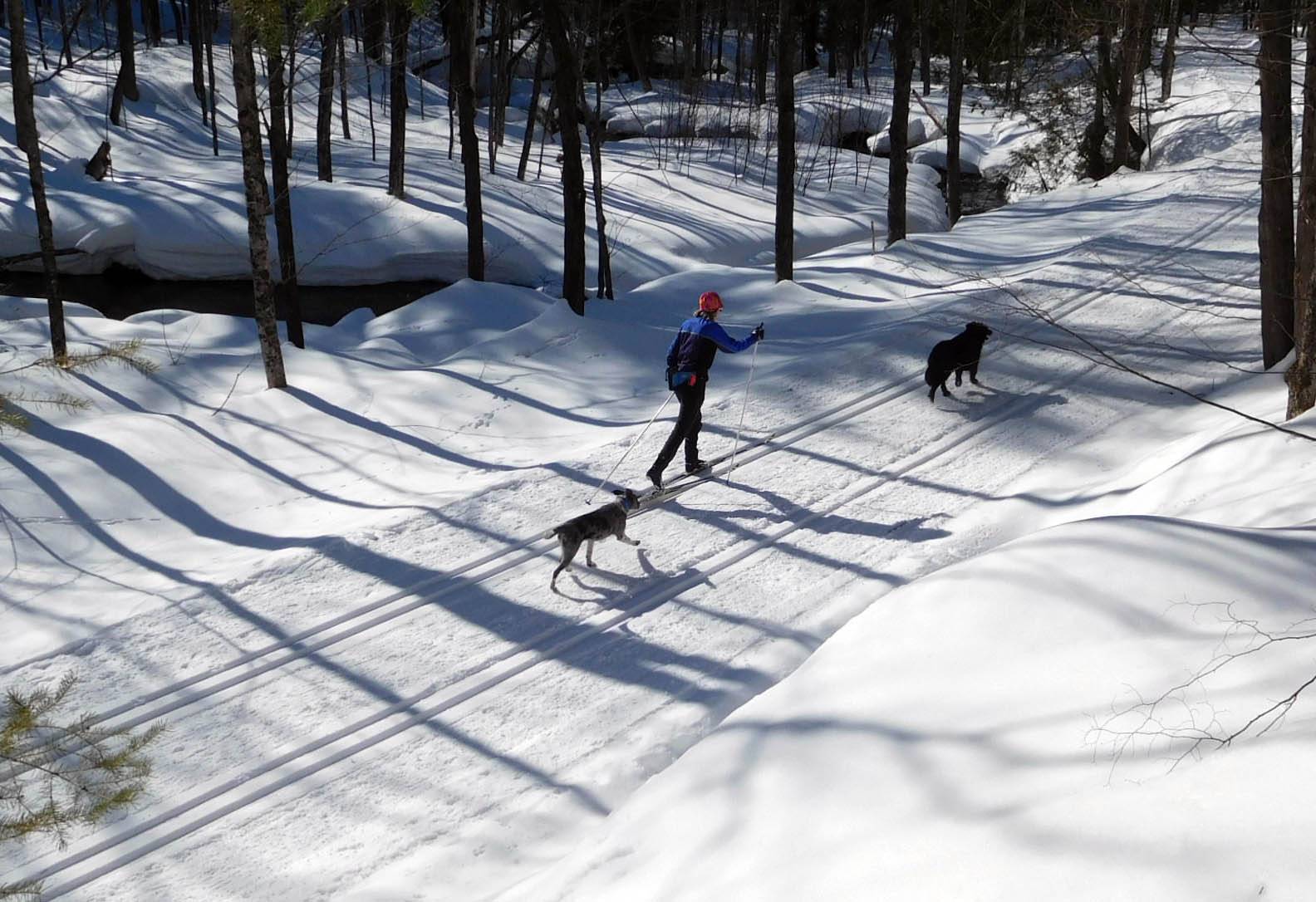 skiingdogsgood0757.jpg