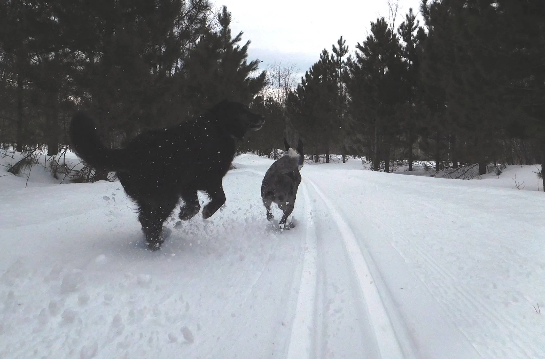 dogssnowrun8.webp