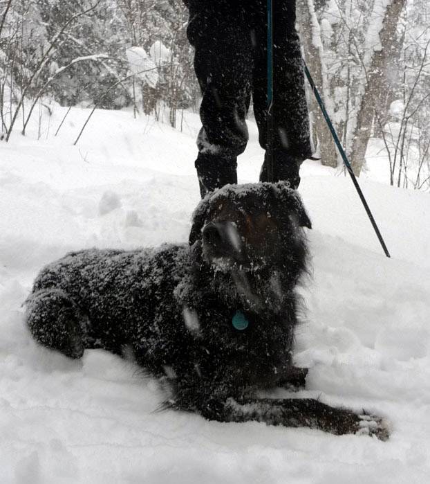 CH snow dog.I (DL).jpg