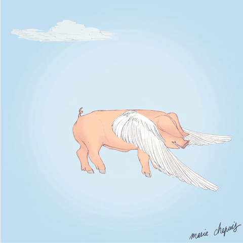 IMG_9701.gif
