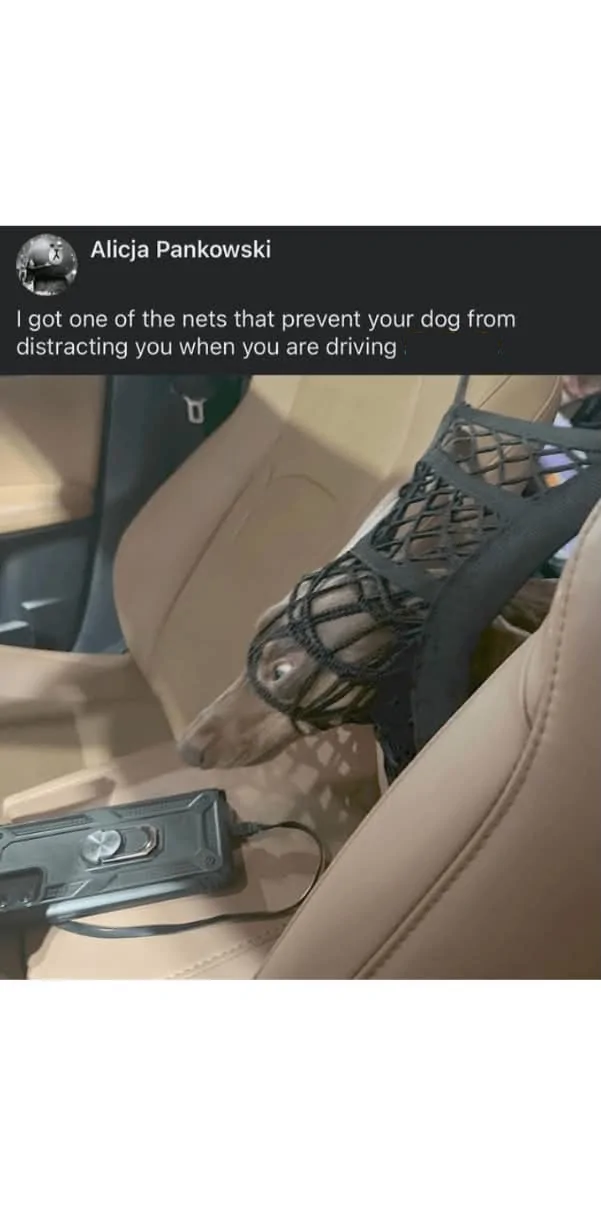 Dog Net.webp