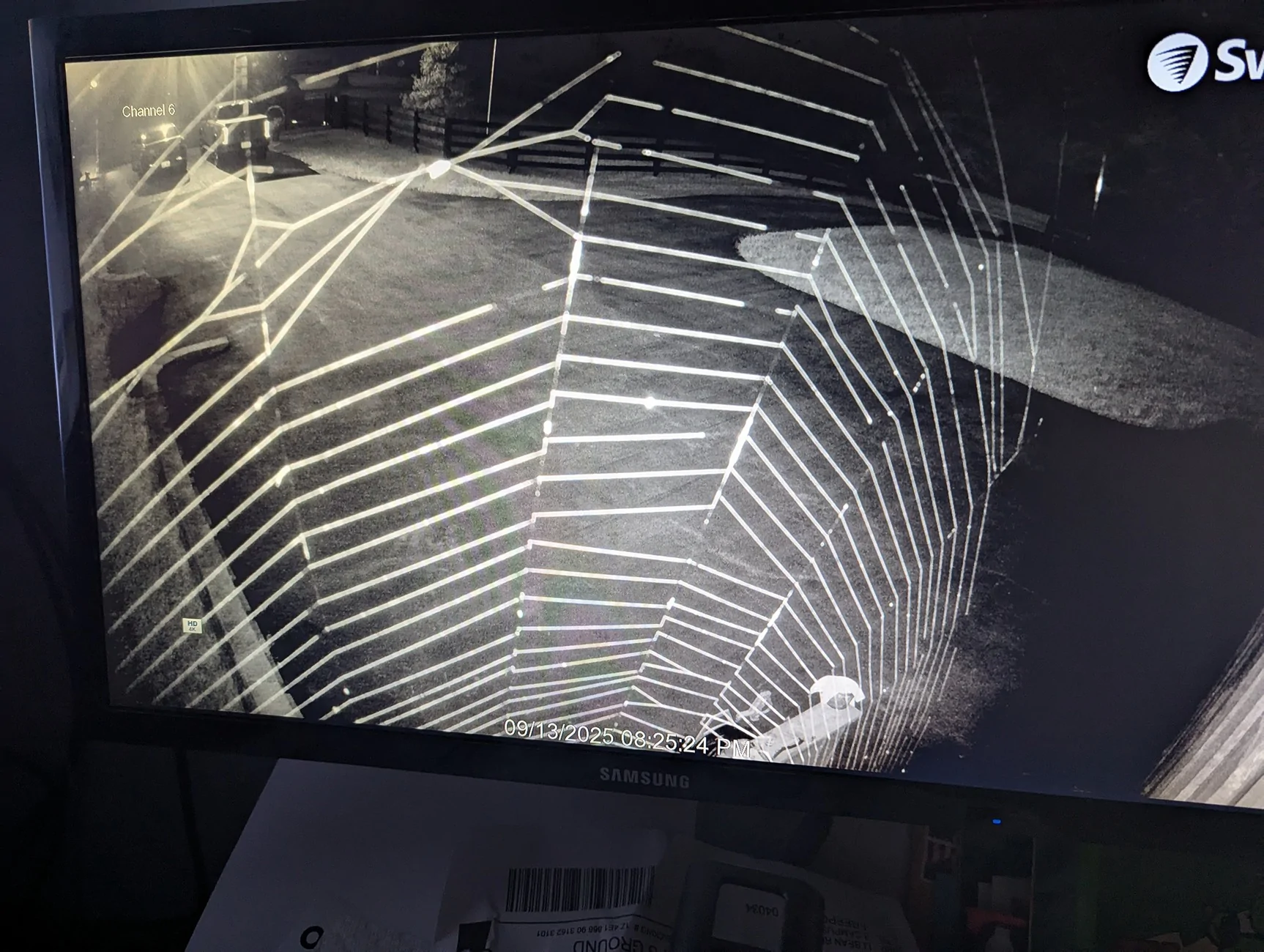 spider web.webp