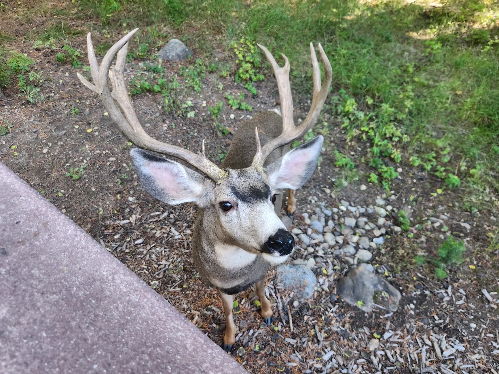 buck 091725.webp