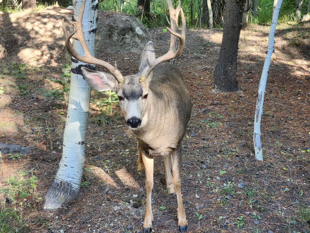 buck 091725 2.webp