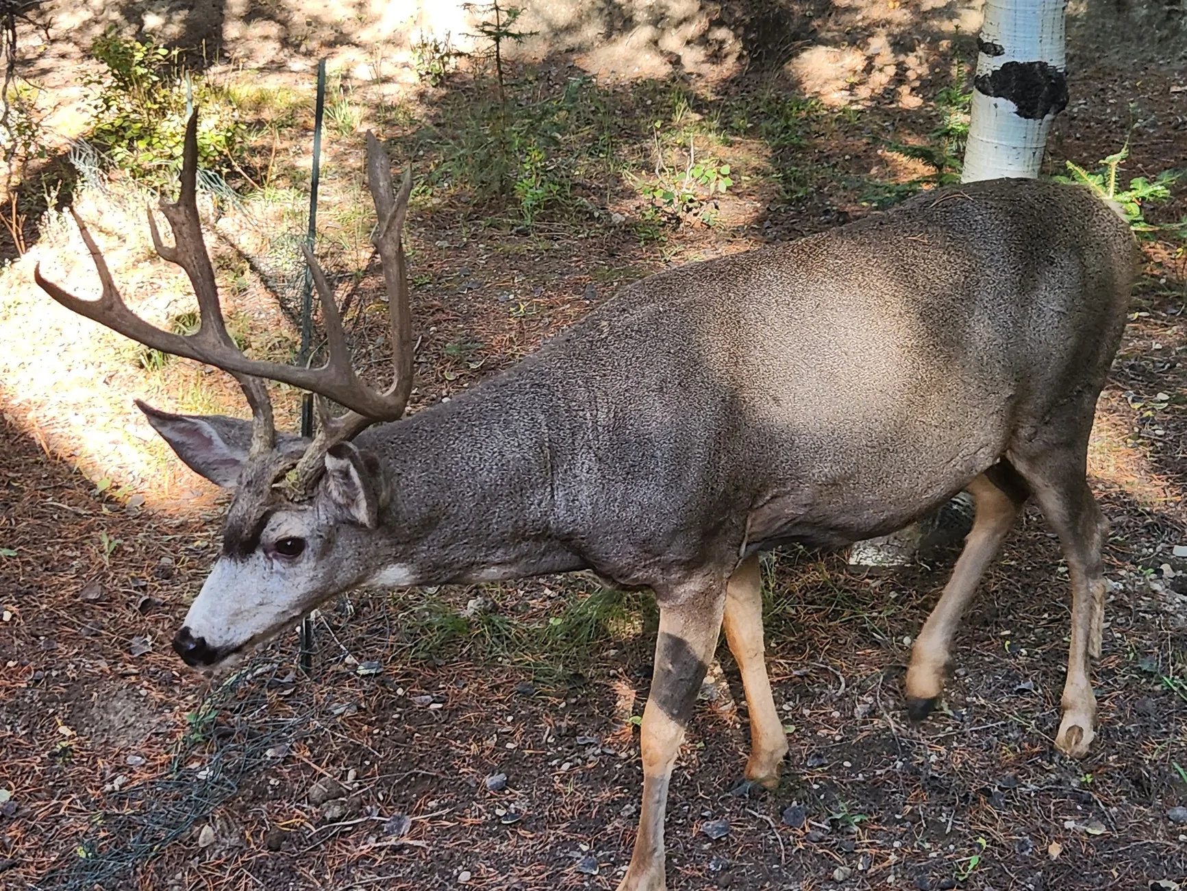 buck 091725 3.webp