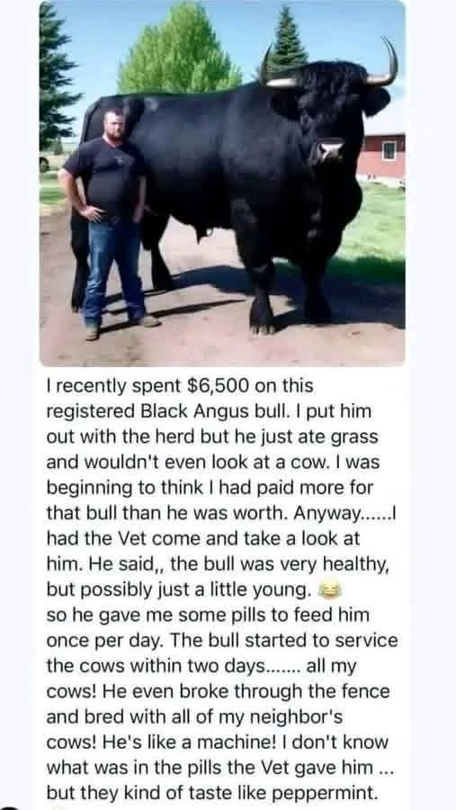 Angus.jpg
