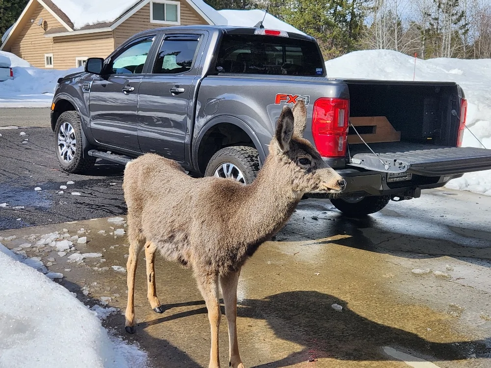deer and ranger2 030825.webp