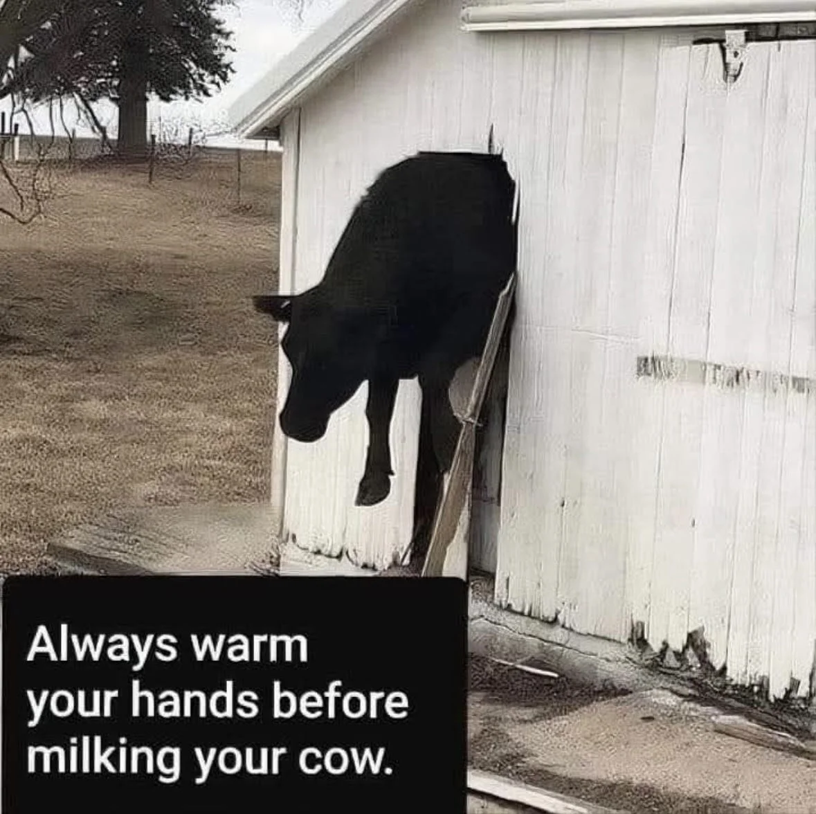 Cow.webp
