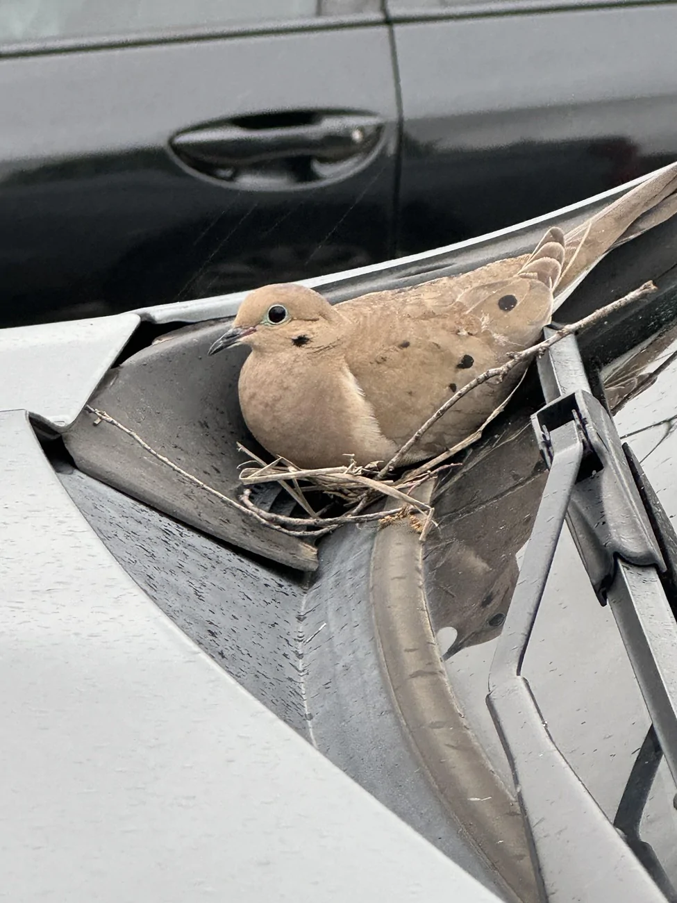 a-bird-made-a-nest-on-my-car-while-i-was-at-the-gym-v0-g0bxixs7futc1.webp