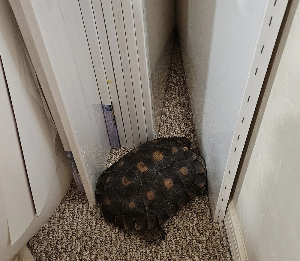 Brumation2025.webp