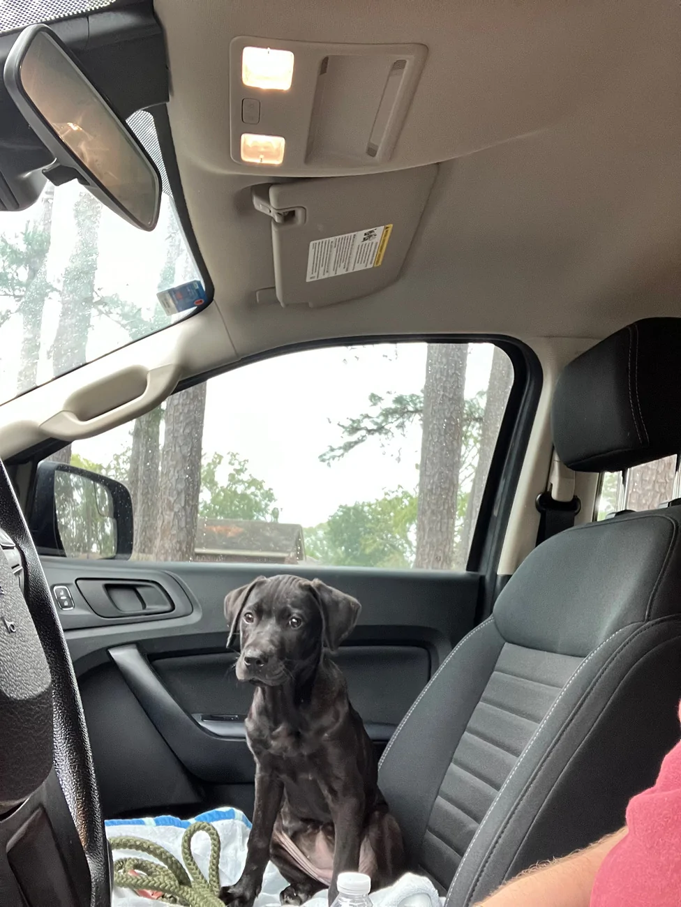 NewPuppy.webp