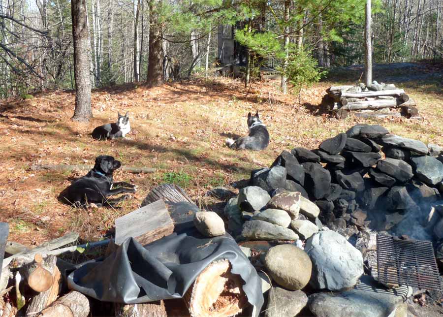 covcampdogs0531.jpg