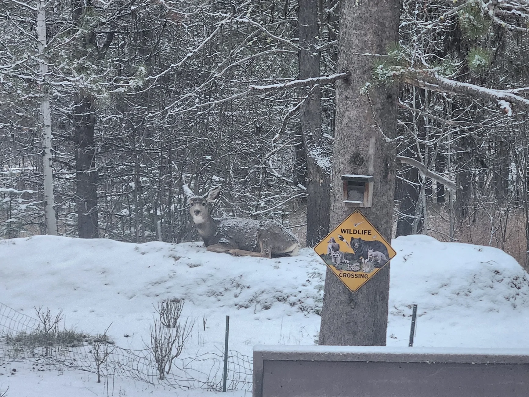 deer chillin 120225.webp