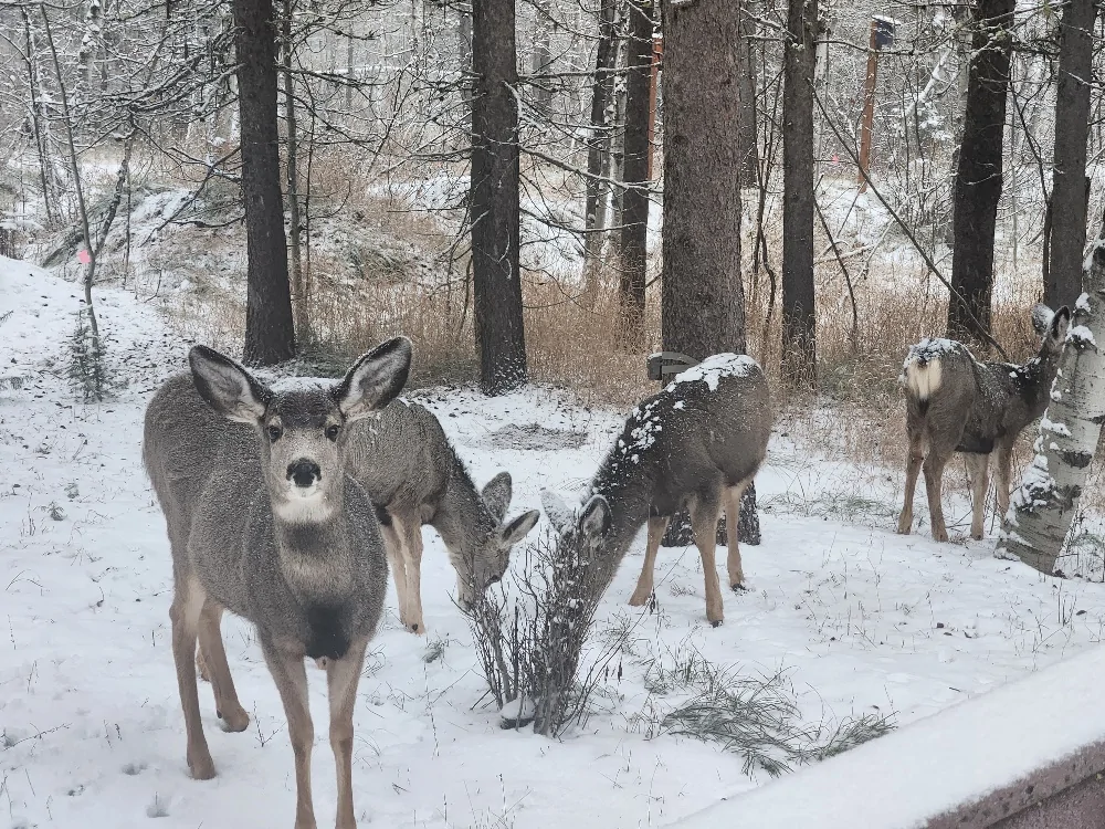 deer begging 120225.webp