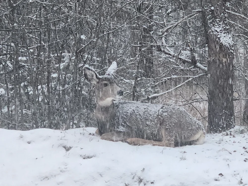 deer chillin 2.webp