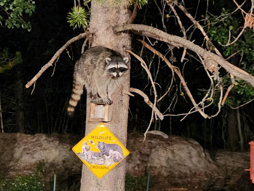raccoon.webp