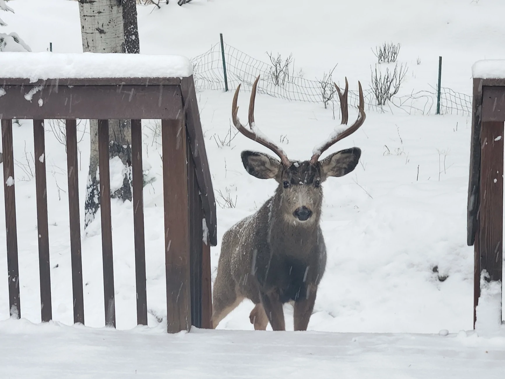 buck 121825 2.webp