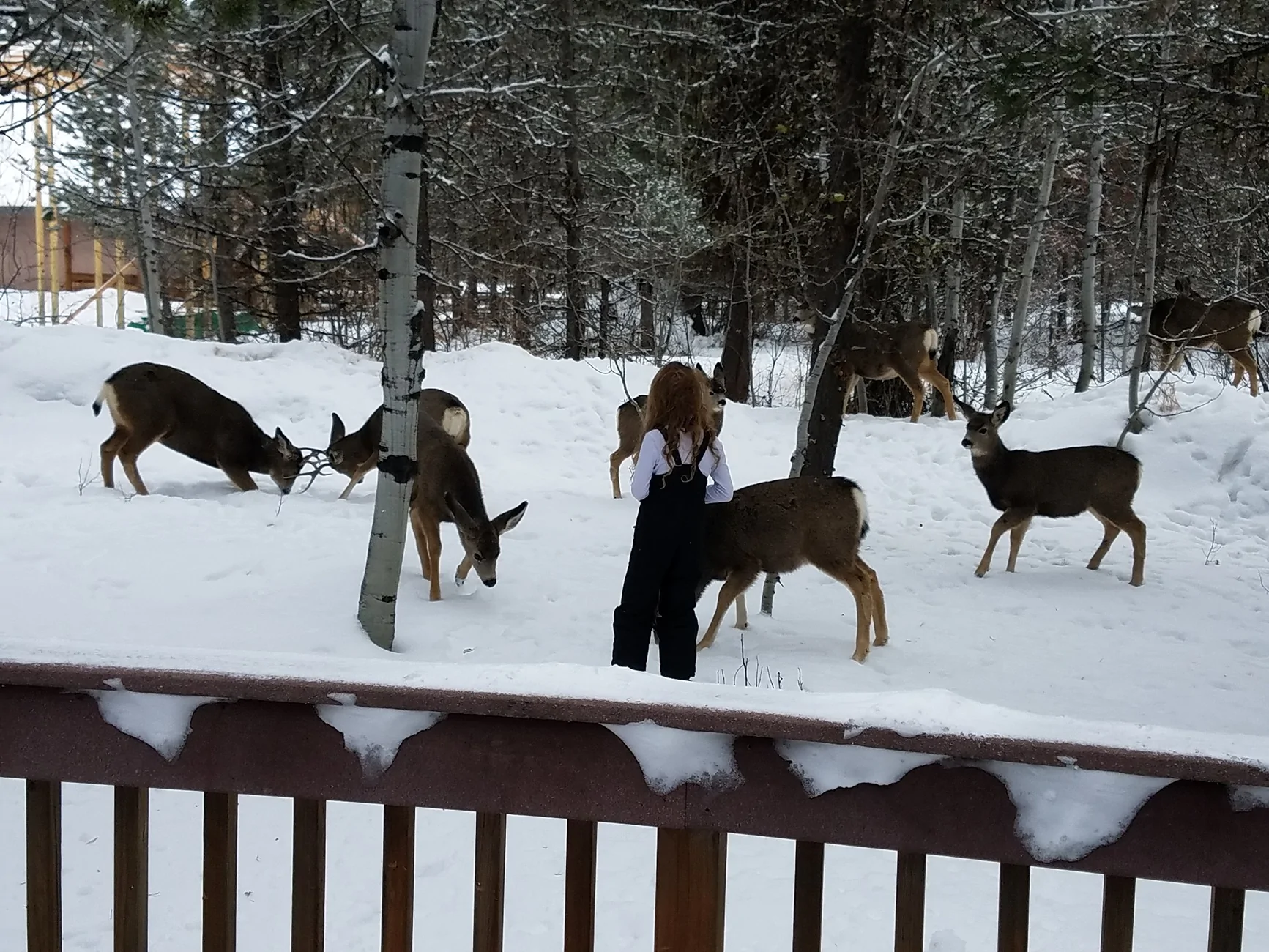 deer group.webp