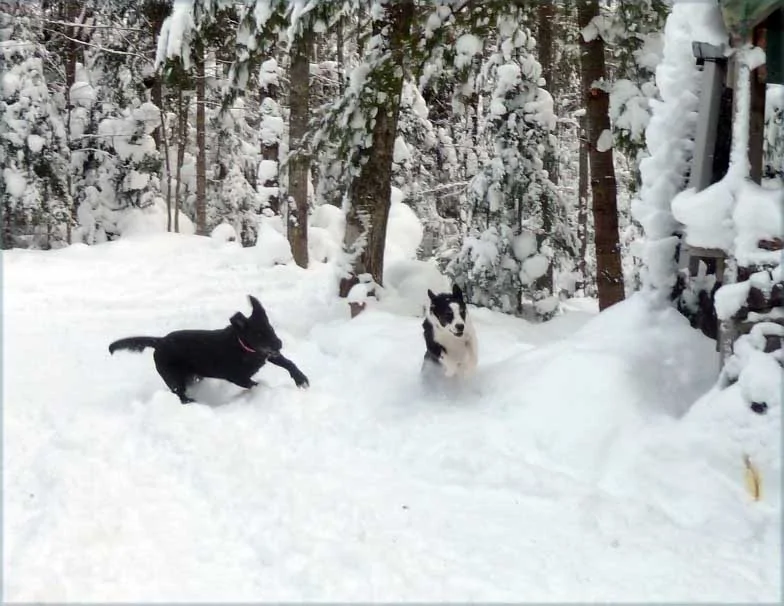 campdogsrun7.webp