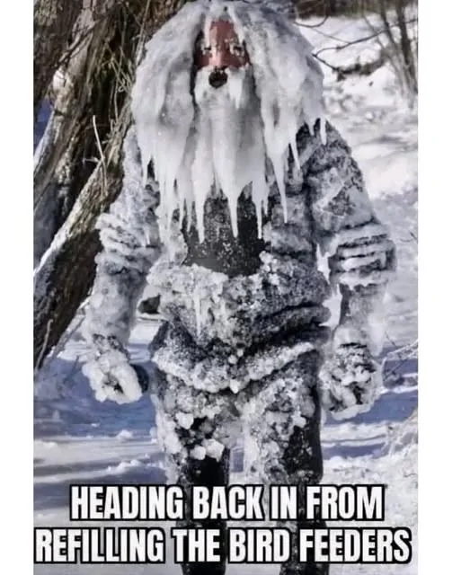 Frozen bird feeder.webp
