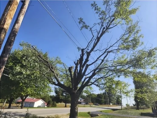 the-city-paid-a-company-to-trim-the-trees-around-the-power-v0-c0pw9tn9uzpf1.jpg.webp.webp