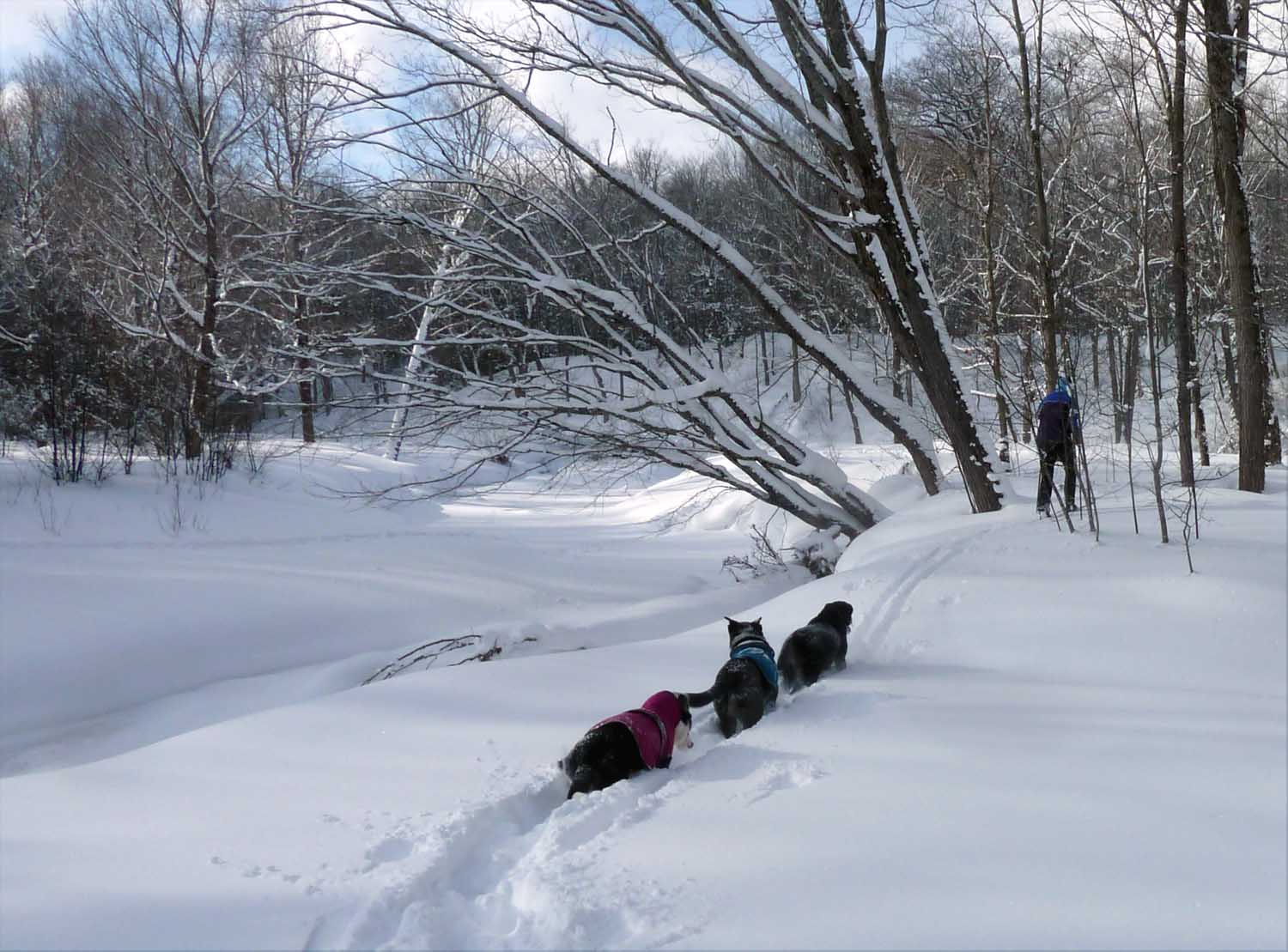 snowski116.jpg