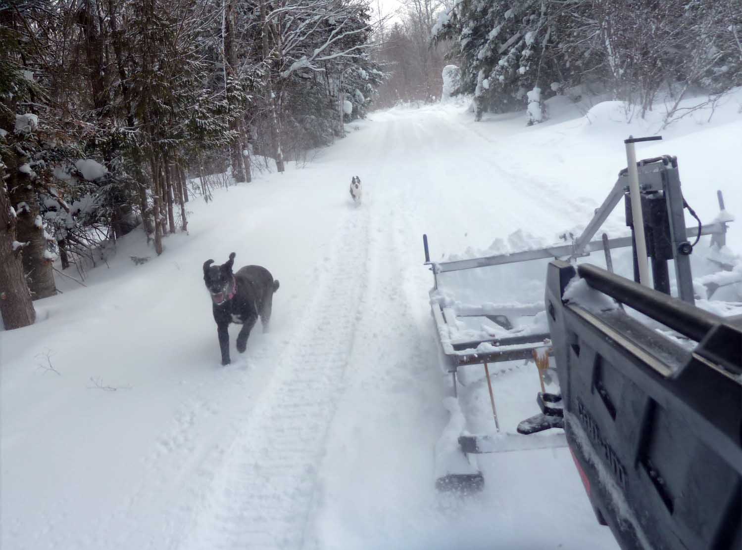 campdragdogs198.jpg