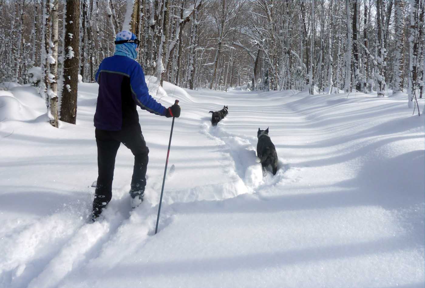 campskidogs311.jpg