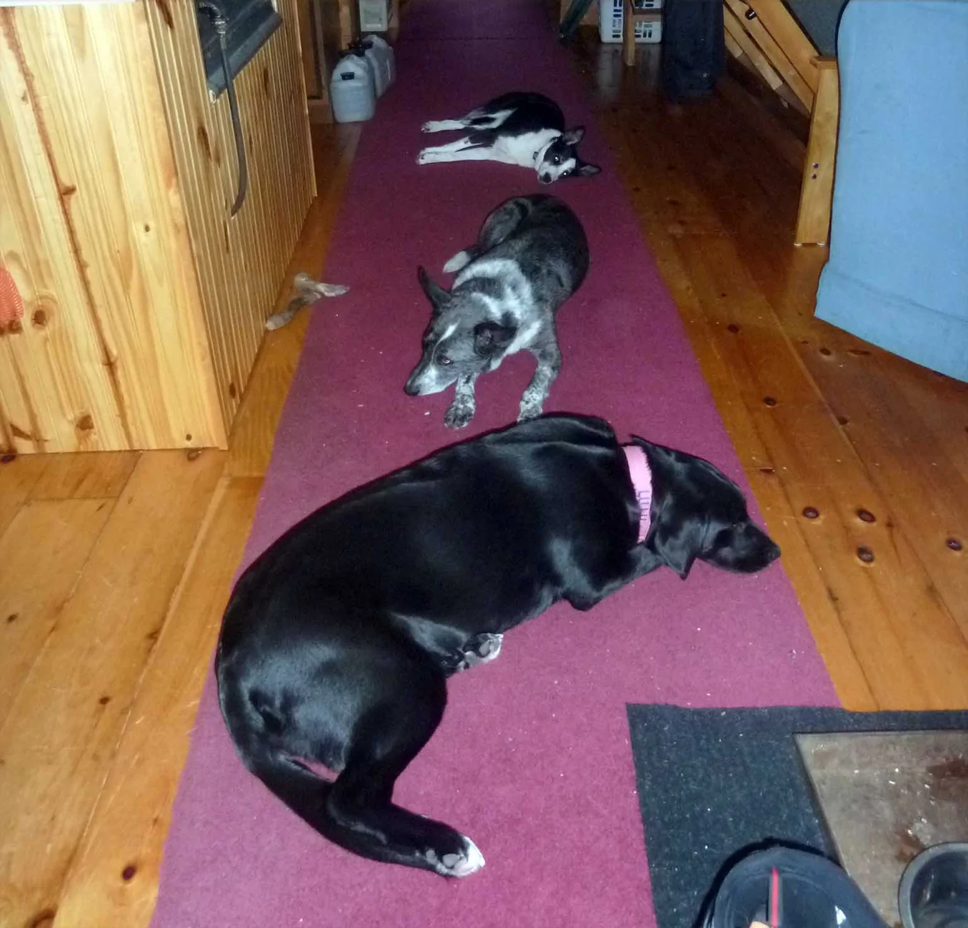 campdogs392.webp