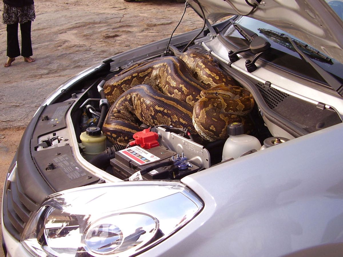 snake.jpg