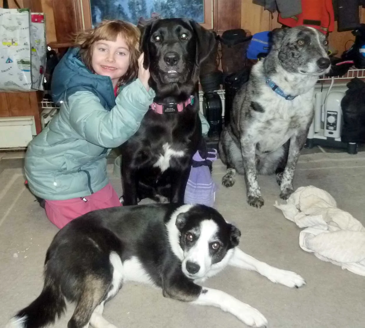 elliedogs0722.webp